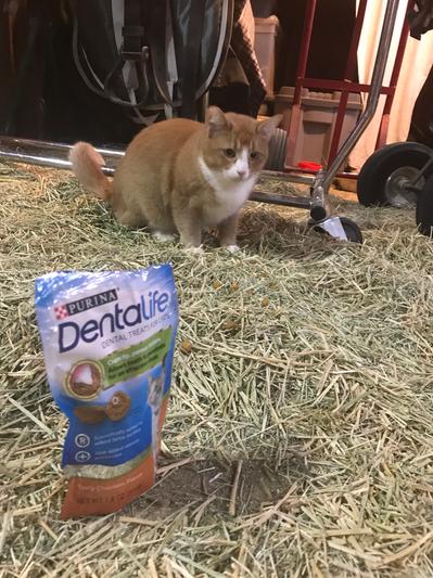 Rosie with DentaLife treats