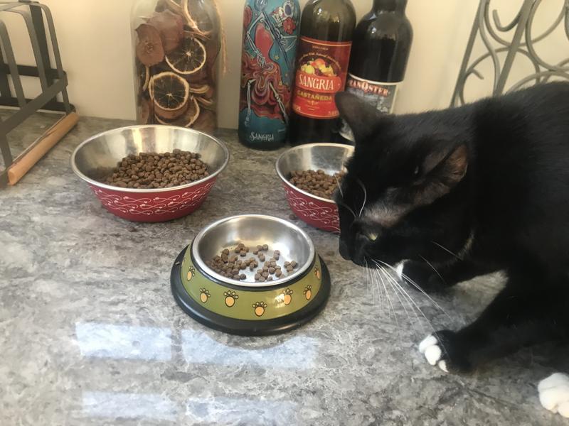 Porsche, young kitty