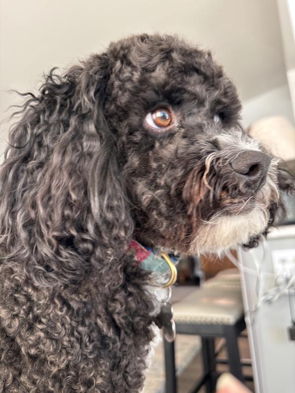 Mylo