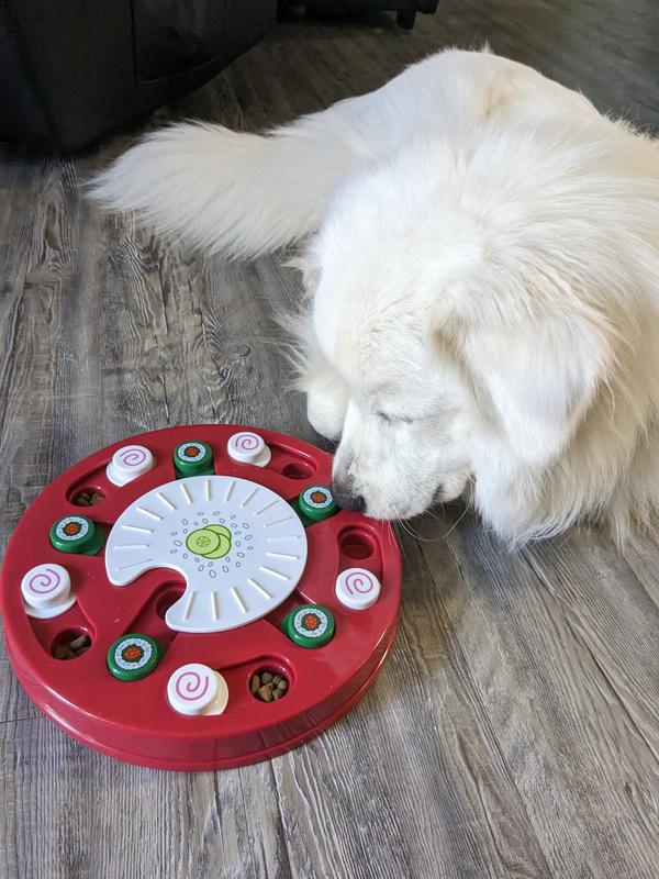 7 of the Best Interactive Toys for Dogs