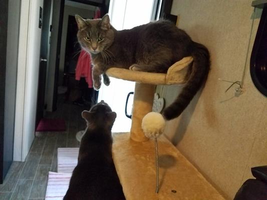 Streak stealing Sissy's favorite seat