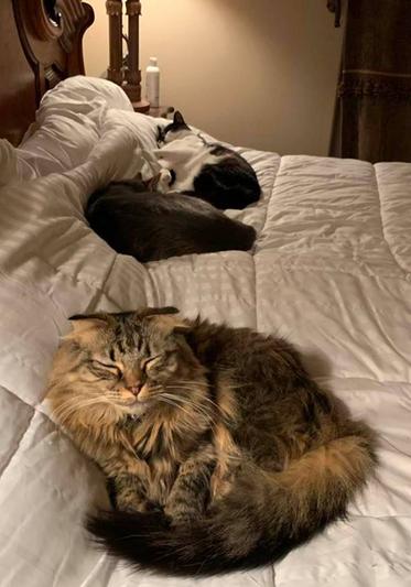 "Barbaro" (front to back), "Baby Blue" & "Batman".