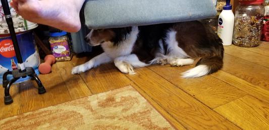 Hiding with chew under Dad's chair.