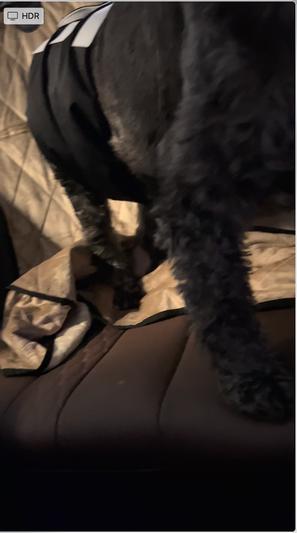 While I'm driving, the cover is sliding around, dog is sliding with it. If he had an accident the seat would be ruined