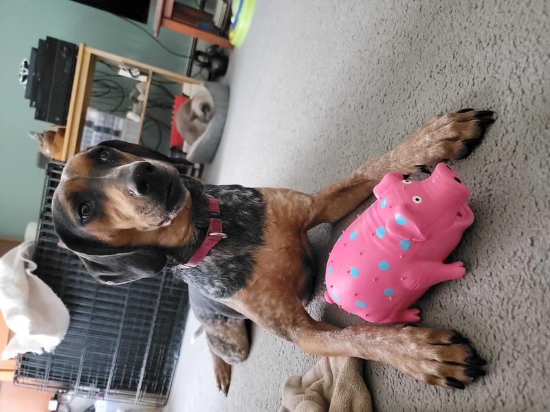 Waylon the latex dolphin polka dot dog toy sales