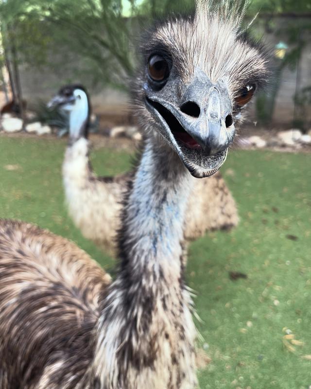 Happy, healthy emus!
