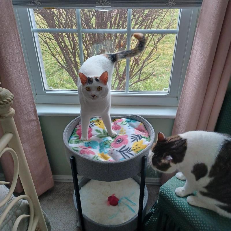 FRISCO Modern Elevated Wrought Iron Cat Bed with Eyelash Cushion, One