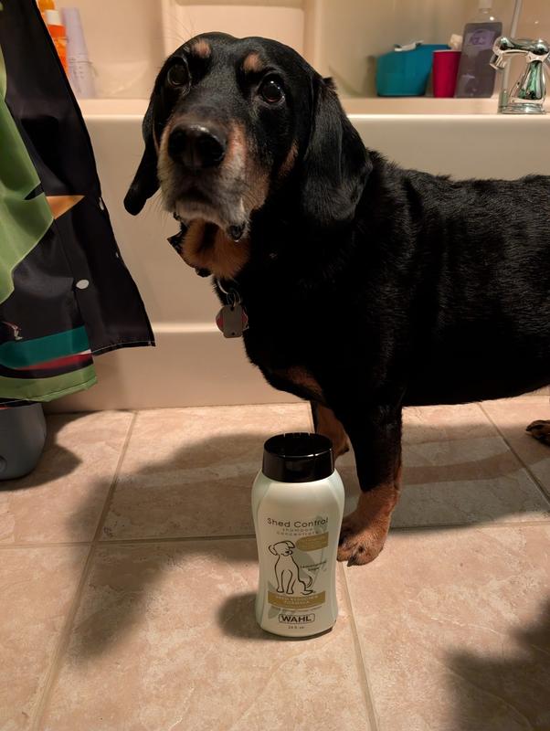 Shiny, silky coat after bathing and being dried