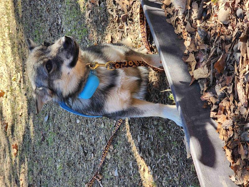 PATPET P680 Lightweight Remote Dog Training Collar, 1 count, Sky Blue