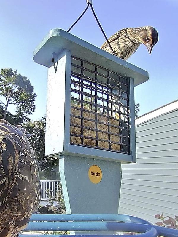 Makes a nice perch, too!