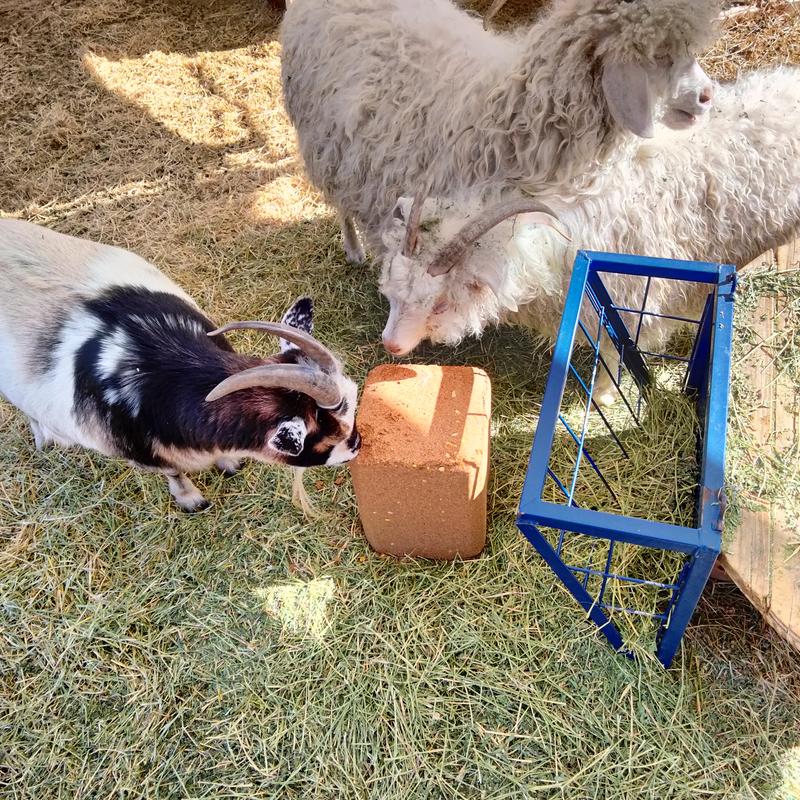 extra tongue action!