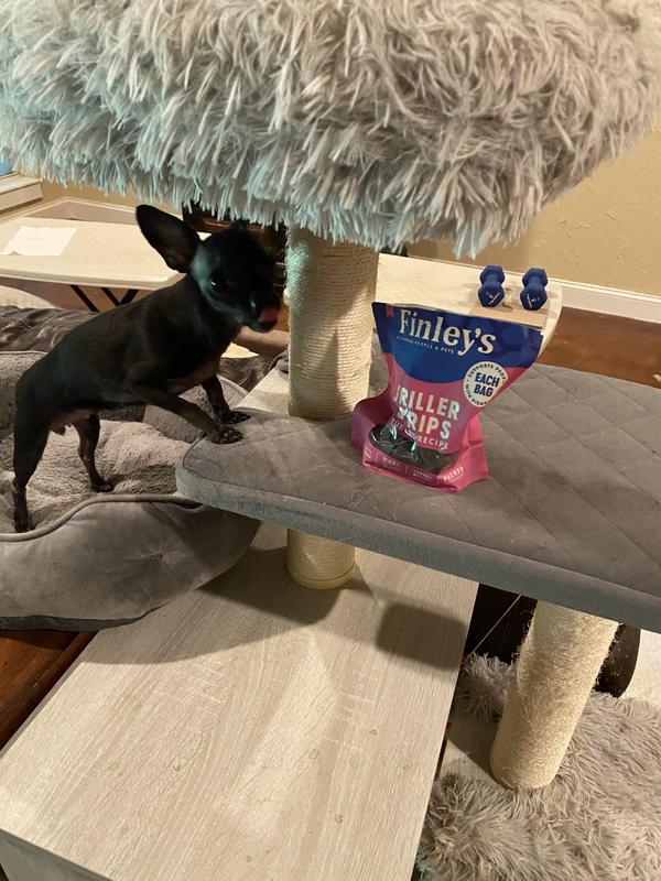 Both my dogs gave a paws up.