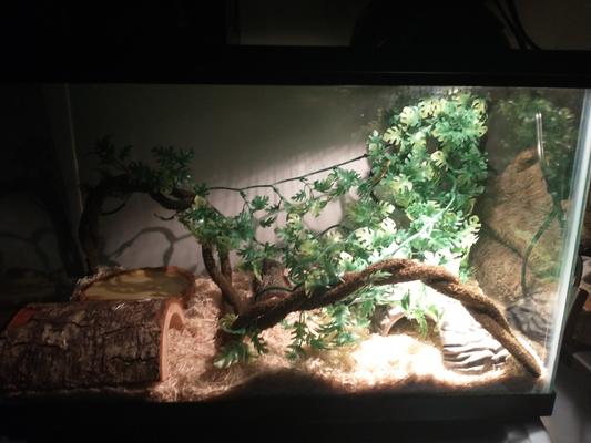 Picture of the whole tank so you can get an idea of the size. 10gal.