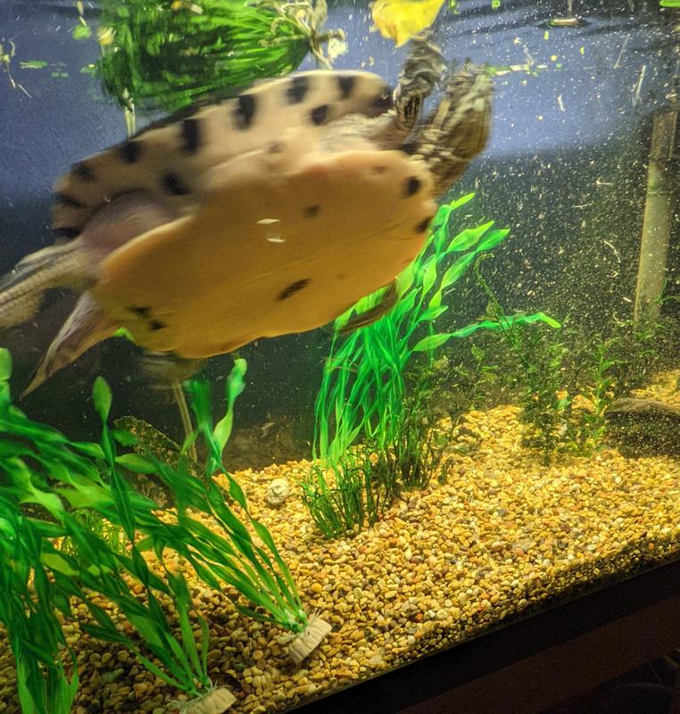 He stirred up the water a bit!