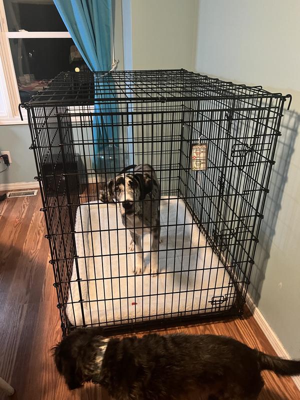 Great dane outlet size crate