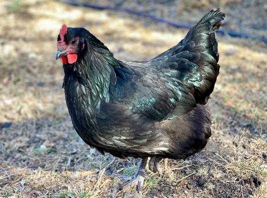 My pretty Australorp