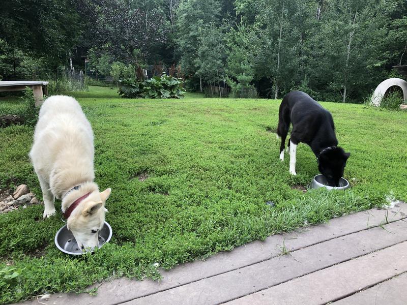 Ontario and Raven love Stella and Chewy’s Raw Blend.