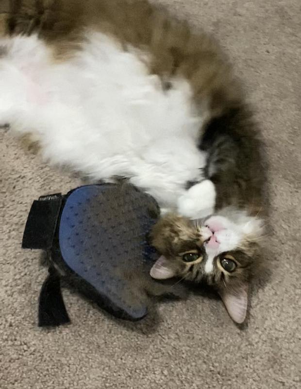 Discontinued AS SEEN ON TV True Touch Five Finger Pet Deshedding