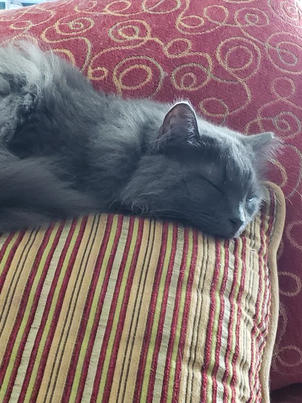 Good meal and content