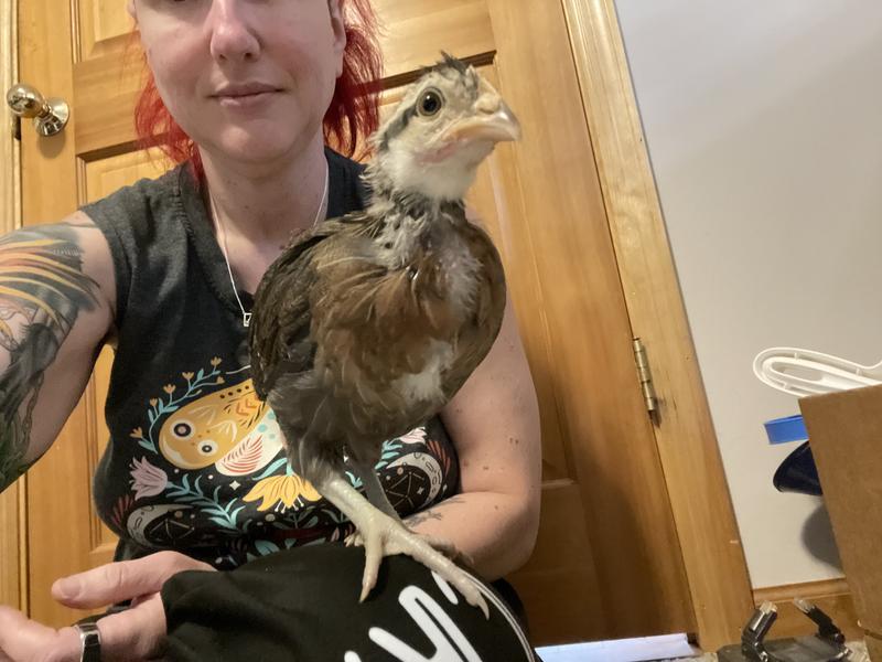 My chicks had great growth on this starter feed.