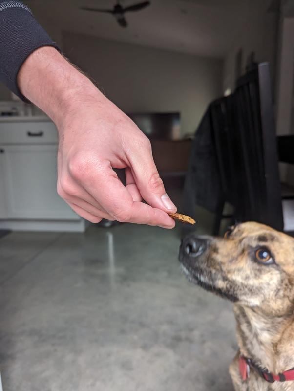 BONES & CHEWS All Natural GrainFree Jerky Made with Real Turkey Dog