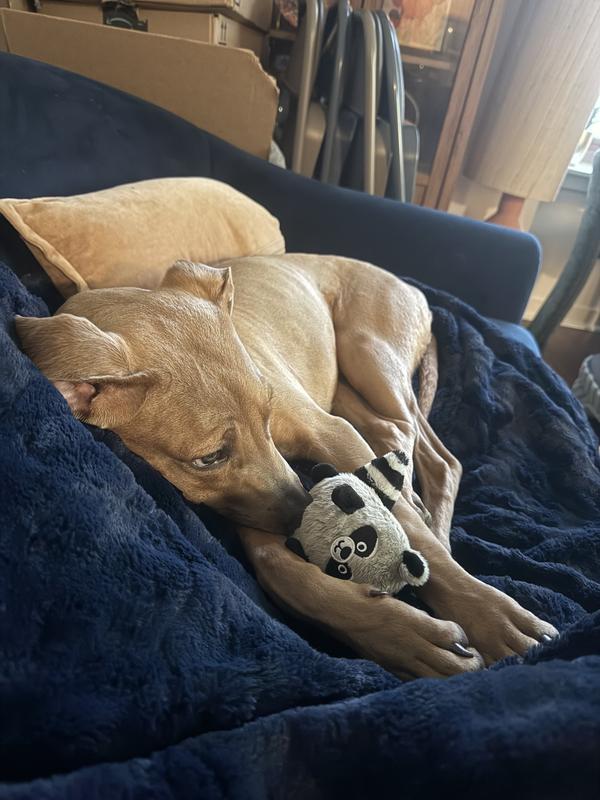 Raccoon sleepy time <3