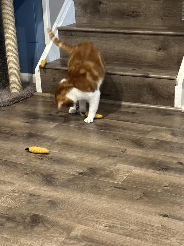 Lewis loves carrying these around and pouncing them.