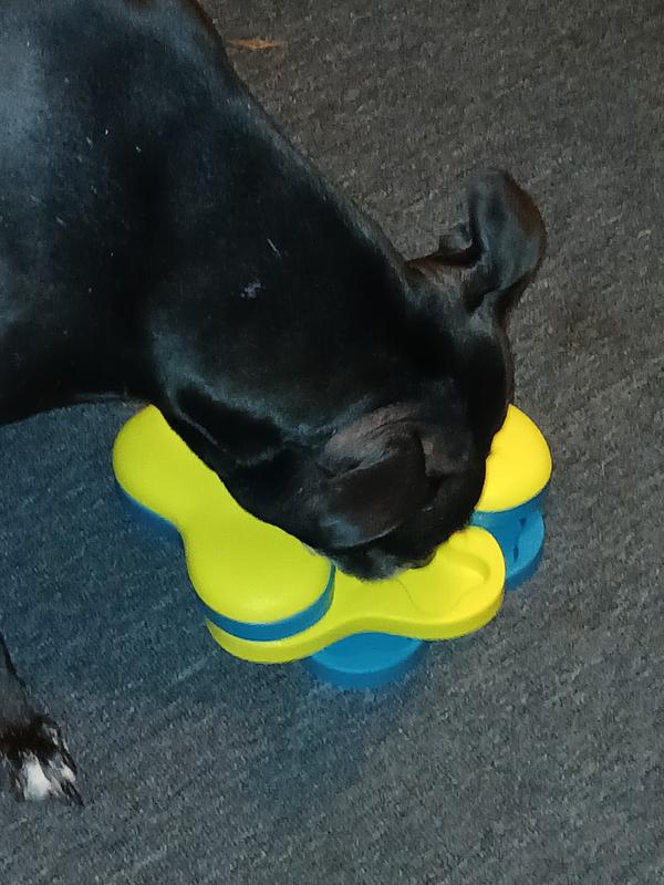 Nala excited to get her new toy!