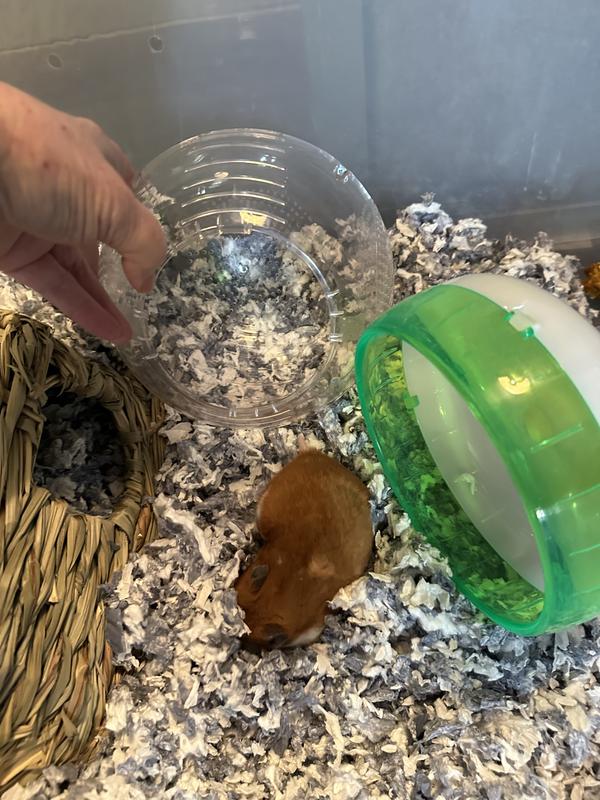 Honey was happy with her new ball.