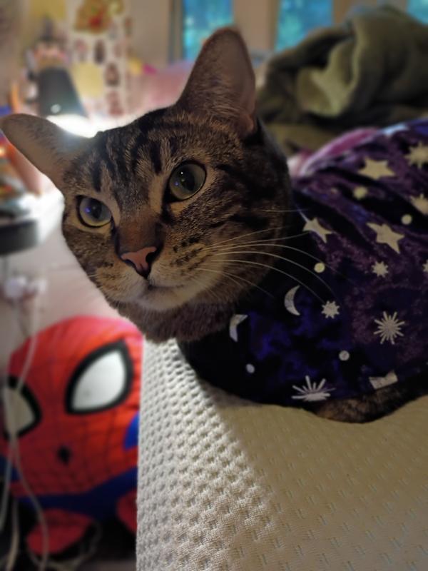 Fluffy in her witch costume