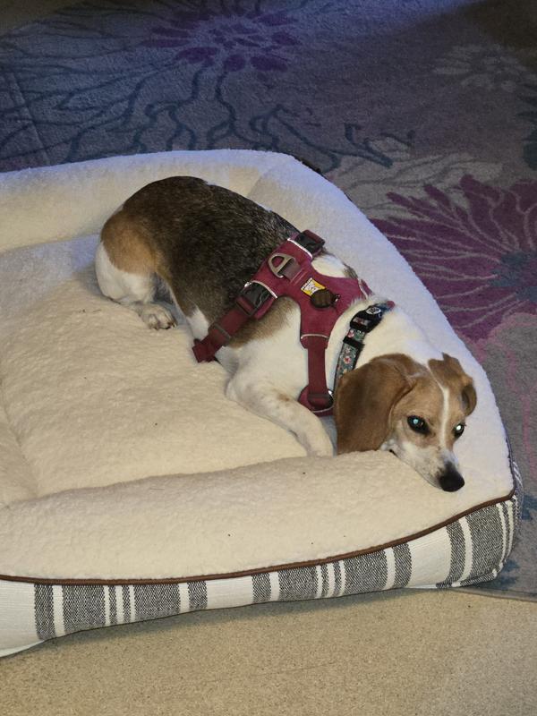 Even when sick, Maddee chose this as her cozy spot.