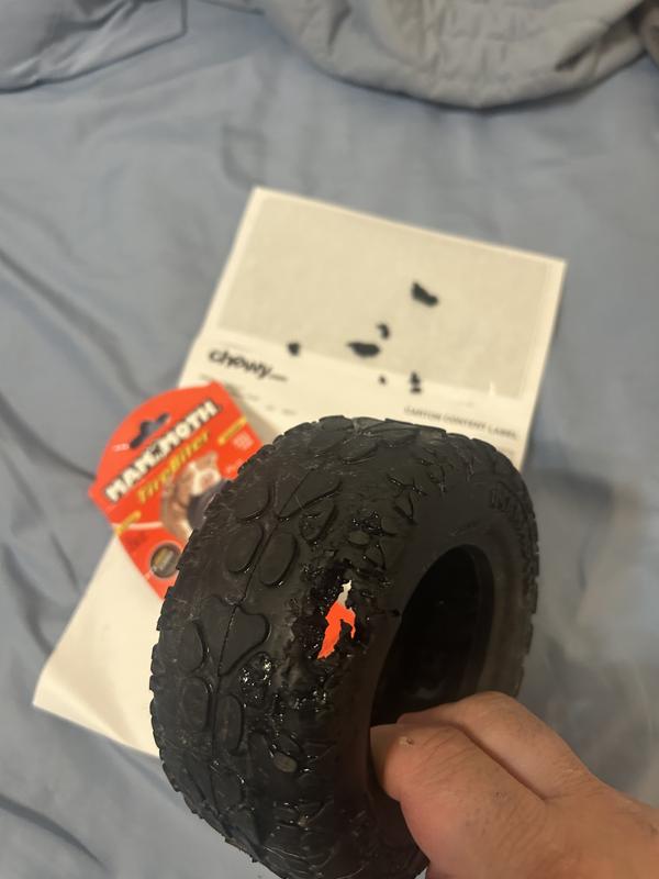 Not good for any medium or large dog