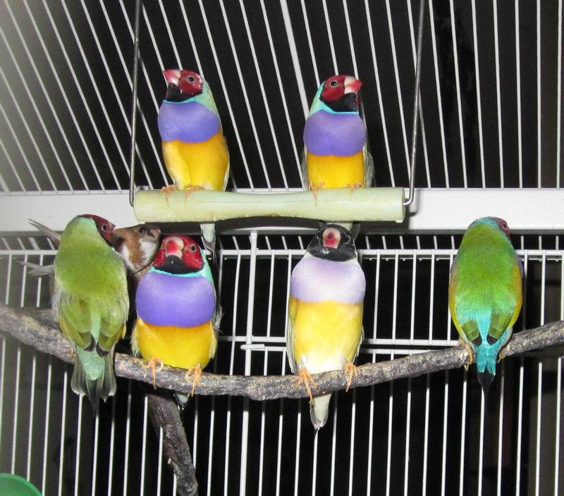 Lady Gouldian Finches