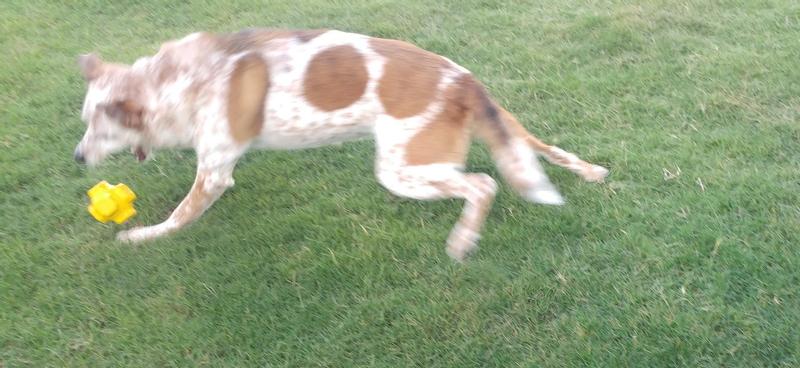 Jumping Jack Gives Chase