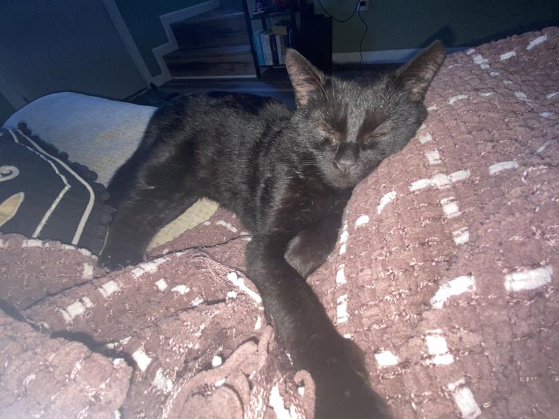 My cat, tired after playing with those donut toys!