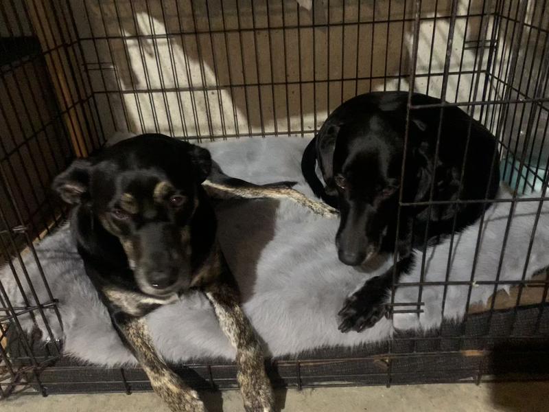 The bed as a topper w my two 69 lb dogs for size