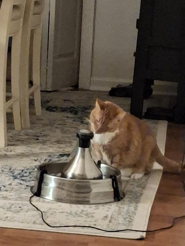 I love fresh clean water from our Drinkwell water fountain