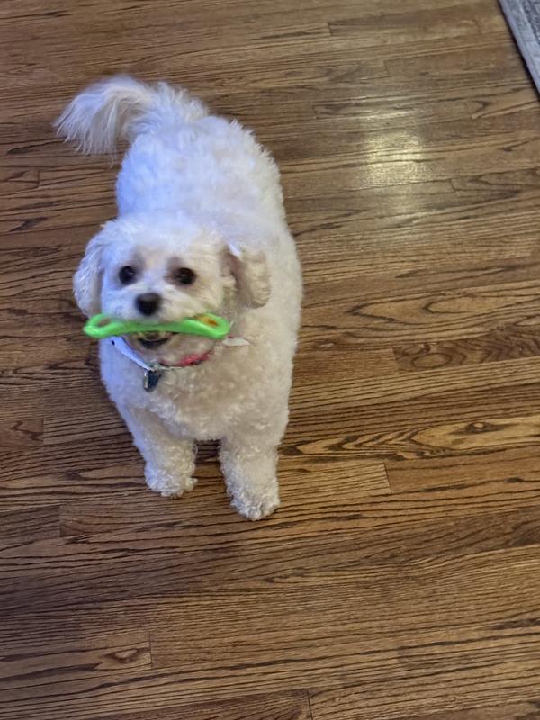 Loves the bacon flavor!