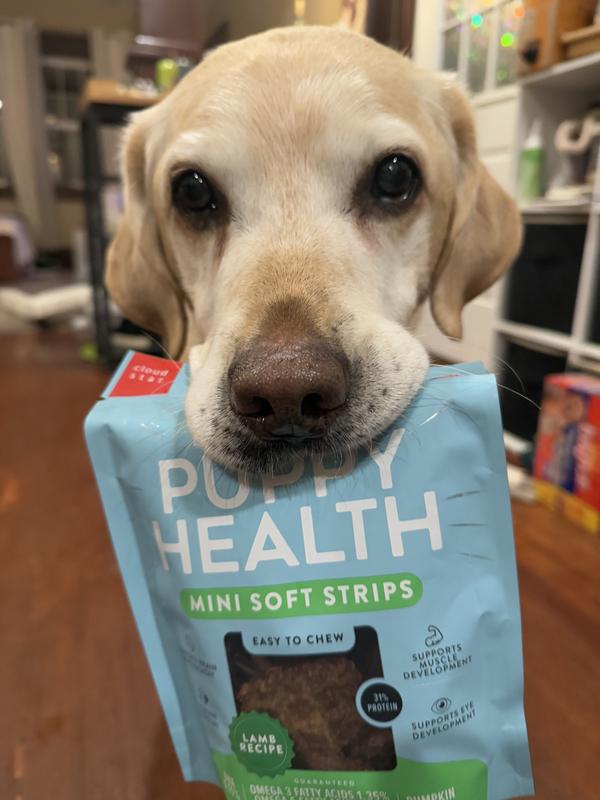 old man lab would’ve eaten through the plastic to get to the treats if i let him.