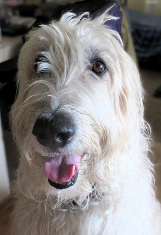 Begging for a Small Batch Lamb Heart Freeze-Dried Treat!