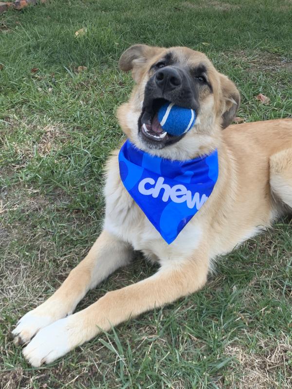 Chewy Fan