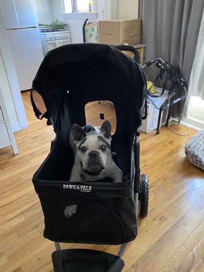 Paws and outlet pals dog stroller