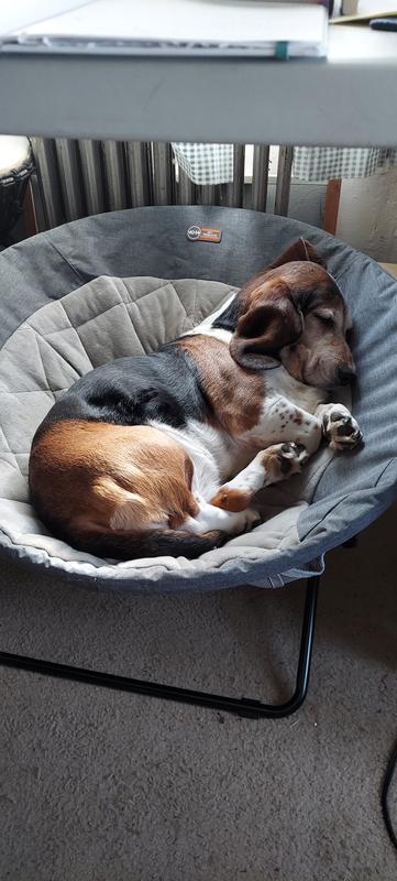 12-year-old Bassett Hound loves her new saucer bed!