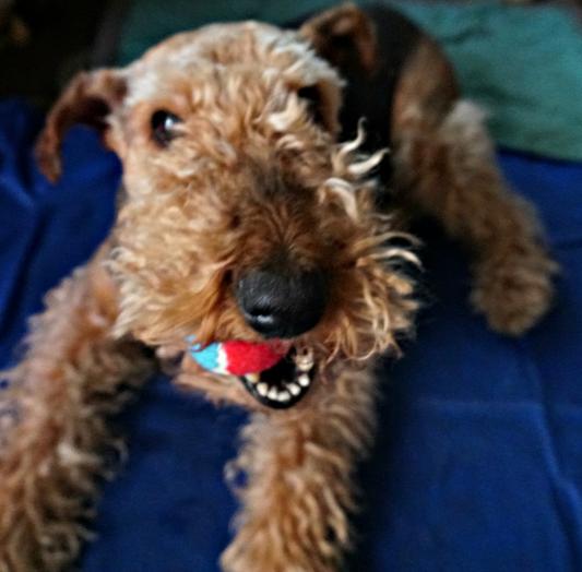 I love the squeaker!