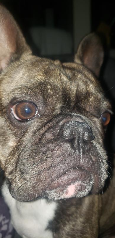 His nose has little dry spots