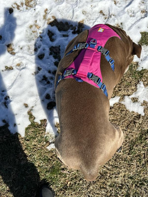 RUFFWEAR Flagline Front-Clip Dog Harness, Alpenglow Pink, Small
