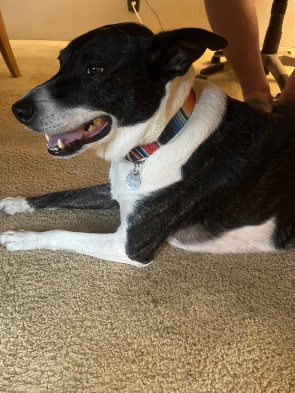 BUCKLEDOWN Zarape Dog Collar, Small