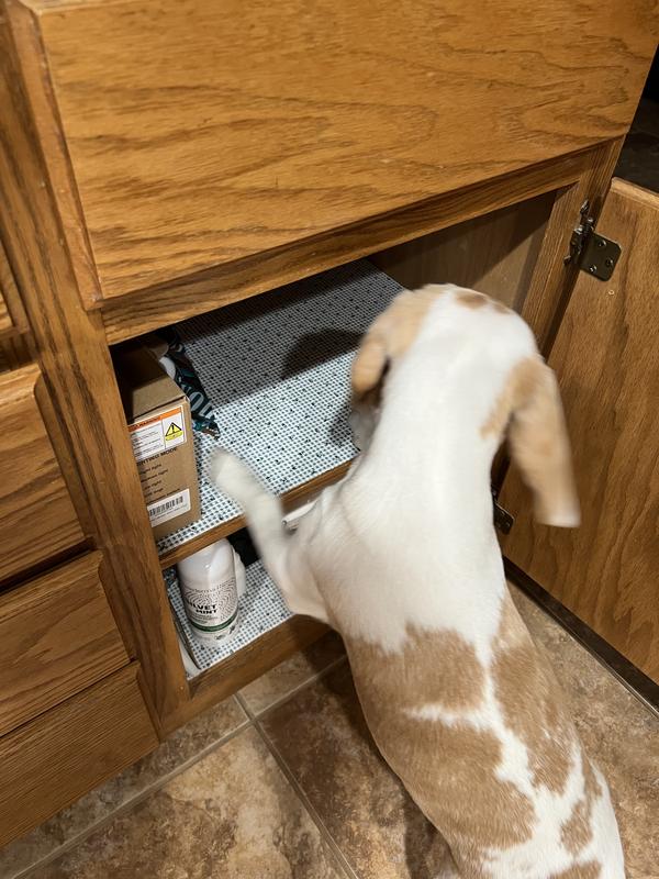 Maggie Mae searching for her wellness bone