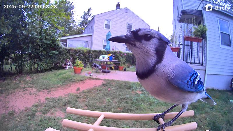 Local Blue Jay