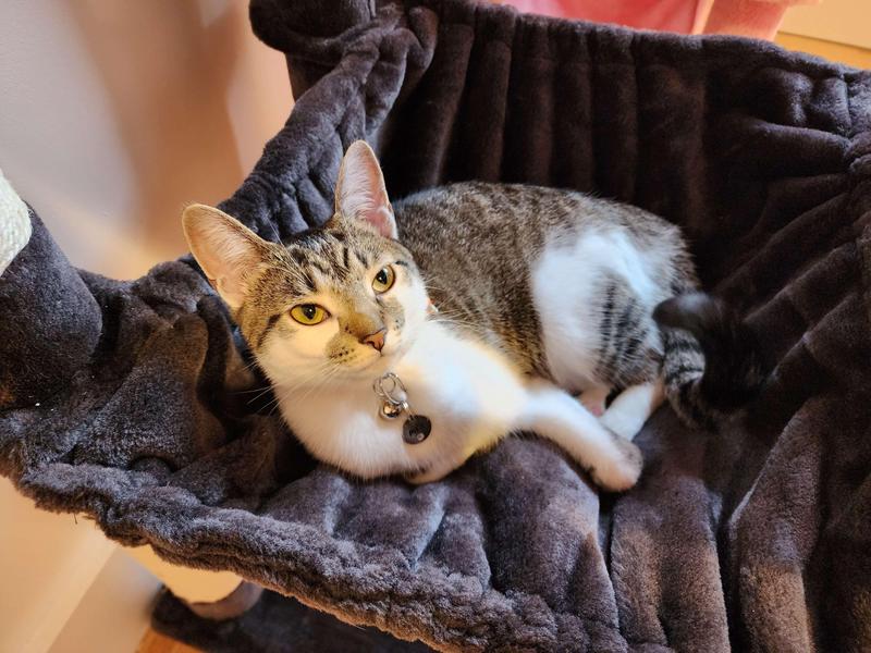 FRISCO 64in Cat Tree with Hammock, Condo, 2 Top Perches with Bed, Gray